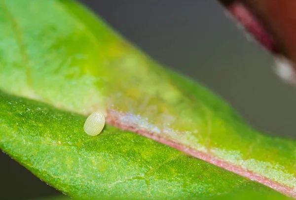 Ovo Borboleta Monarca Ligado Uma Folha Milkweed Tropical — Fotografia de Stock