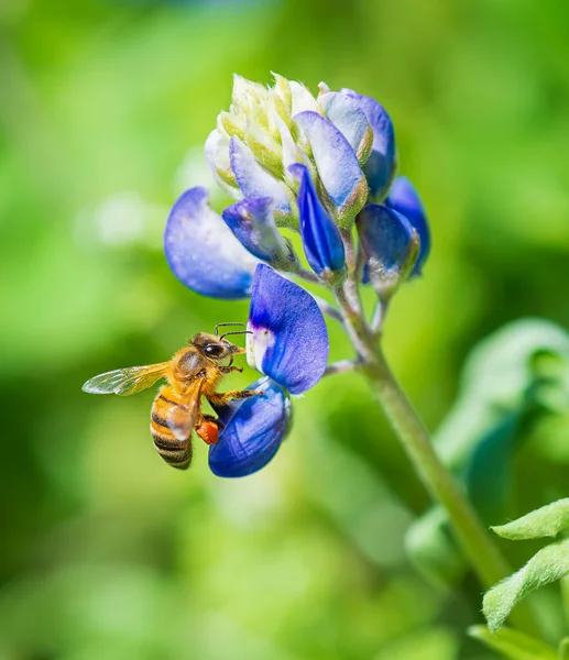 Abeja Polinizando Texas Bluebonnet Wildflower Primavera —  Fotos de Stock