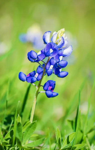 Texas Bluebonnet Lupinus Texensis Floraison Fleurs Printemps Gros Plan — Photo