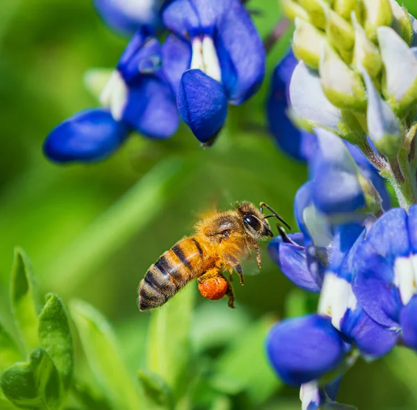Abeja Polinizando Texas Bluebonnet Wildflower Primavera — Foto de Stock