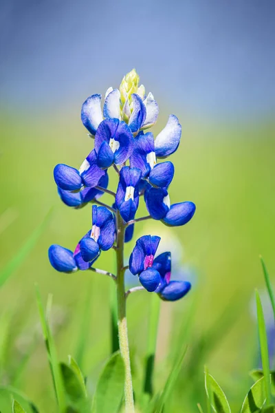 Texas Bluebonnet Lupinus Texensis Blommar Våren Närbild — Stockfoto