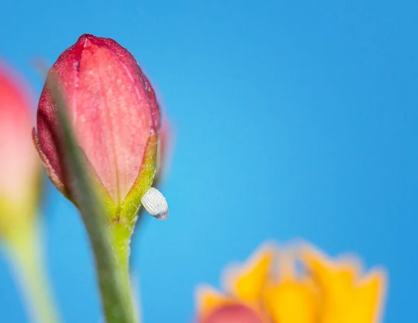 熱帯のミルクウィードの花芽に付けられたモナーク蝶の卵は孵化する準備ができています 青い空の背景とコピースペース ストック写真