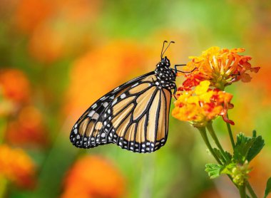 Teksas 'taki bahar göçü sırasında lantana çiçekleri üzerinde kral kelebeği (Danaus plexippus).