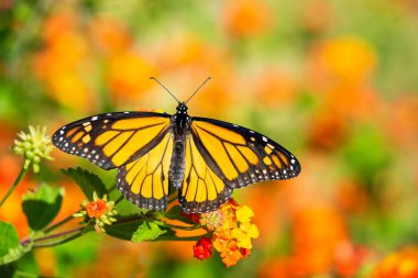 Teksas 'taki bahar göçü sırasında lantana çiçekleri üzerinde kral kelebeği (Danaus plexippus).