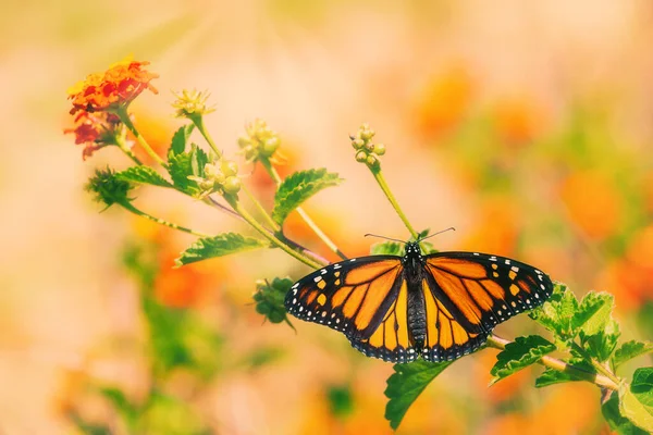 Mariposa Monarca Danaus Plexippus Tomando Sol Alas Flores Lantana Abiertas —  Fotos de Stock