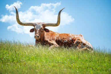 Teksas Longhorn bulutlu arka planda mavi gökyüzüne karşı çimenlerde uzanıyor. Boşluğu kopyala.