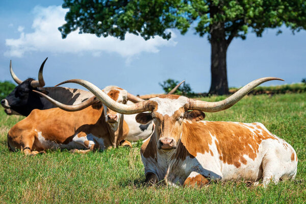 Texas longhorn cattle lying down in the spring pasture