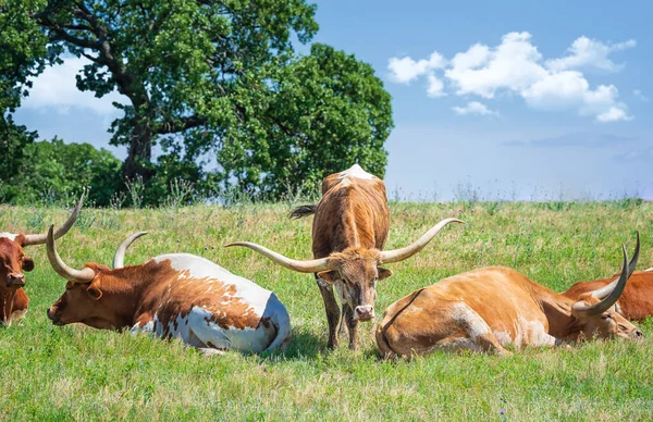 Texas Bestiame Longhorn Pascolo Pascolo Primaverile Alberi Cielo Blu Nuvole — Foto Stock