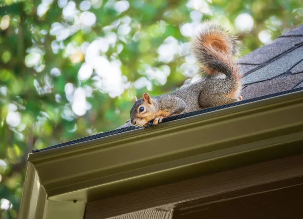 Eichhörnchen Lugt Auf Die Dachkante Ein Baum Hintergrund — Stockfoto