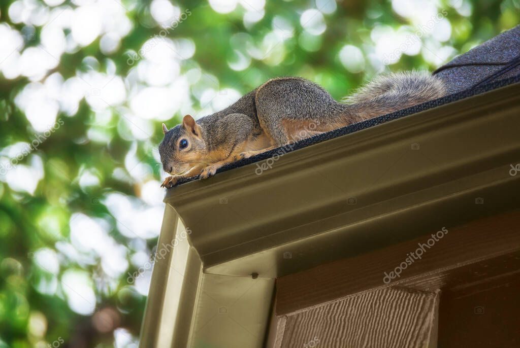 Squirrel peeking out on the roof edge. A tree in the background. 