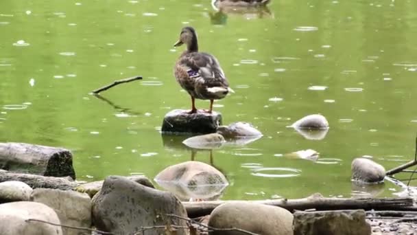 雨の日にグリーン湖の動物鳥アヒル — ストック動画