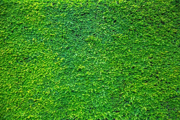 Green Plant Leaves Wall — Stock Photo, Image