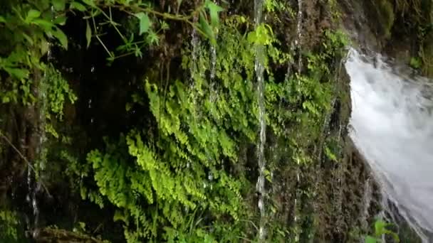 Waterfall Green Nature — Stock Video