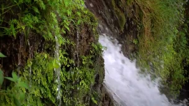 Vattenfall Och Grön Natur — Stockvideo
