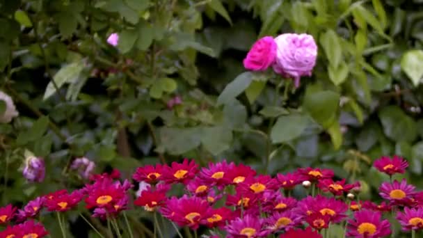 Margarita Púrpura Flores Viento Naturaleza — Vídeos de Stock