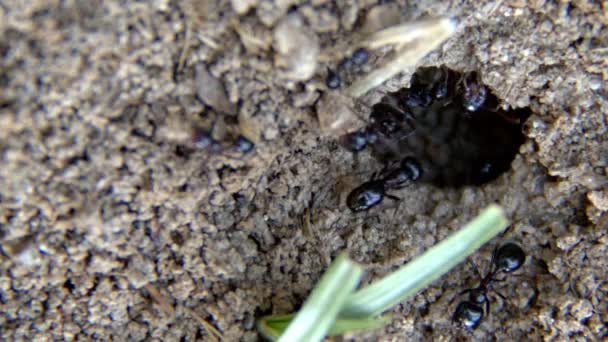 Hormigas Insectos Animales Suelo — Vídeo de stock