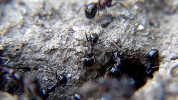 土の上の動物昆虫アリ — ストック動画