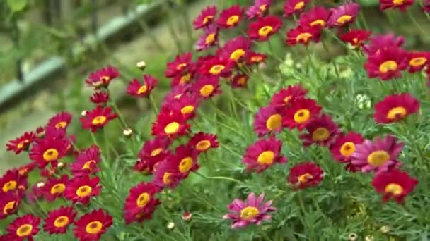 Doğada Rüzgarda Mor Papatya Çiçekleri — Stok video