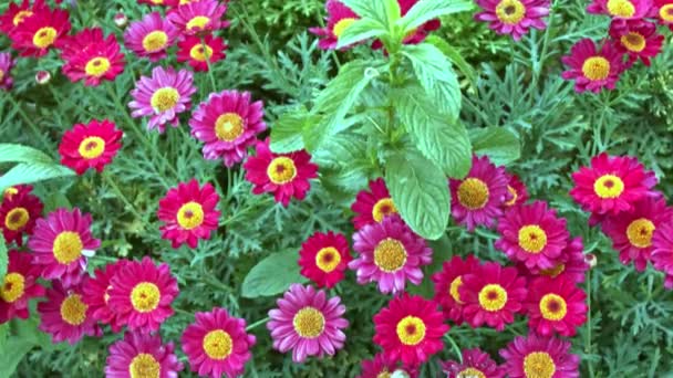 Margarita Púrpura Flores Viento Naturaleza — Vídeos de Stock