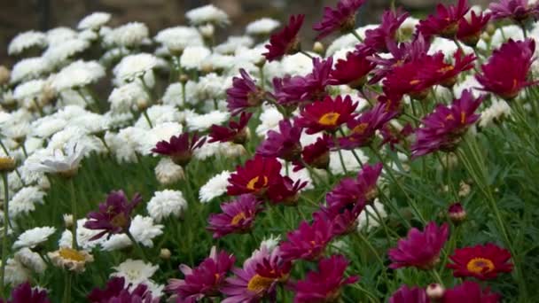 Margarita Púrpura Flores Viento Naturaleza — Vídeos de Stock