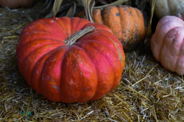 Şükran günü için malzeme çekme kabaklar