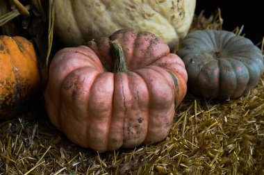 Şükran günü için malzeme çekme kabaklar