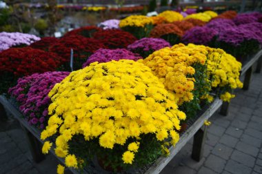 hasat çiçek süslemeleri Satılık