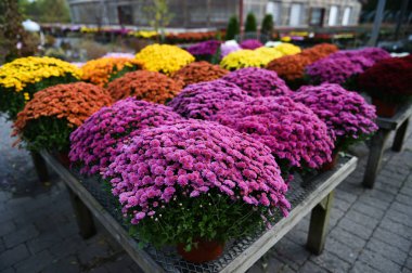 hasat çiçek süslemeleri Satılık