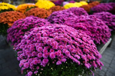 hasat çiçek süslemeleri Satılık