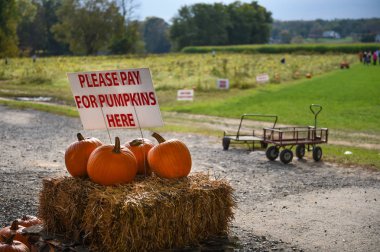 Şükran günü için malzeme çekme kabaklar