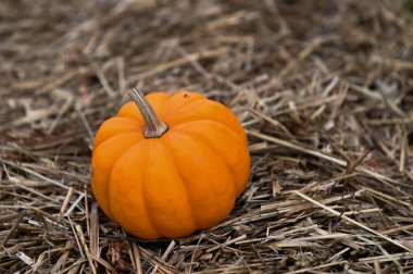 Şükran günü için Pumpking malzeme çekme 