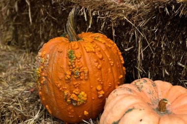 Şükran günü için malzeme çekme kabaklar