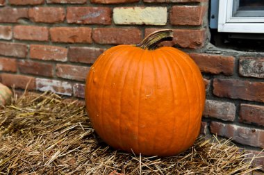 Şükran günü için Pumpking malzeme çekme 