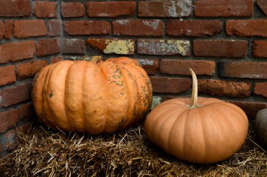 Şükran günü için malzeme çekme kabaklar