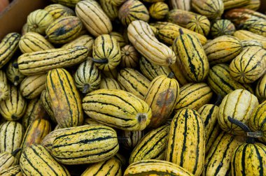 Çiftlikte çeşitli kabaklar