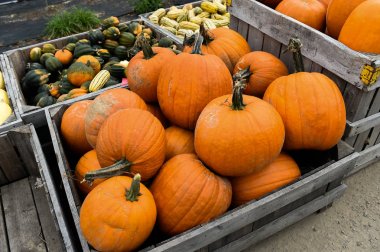 Şükran günü için malzeme çekme kabaklar
