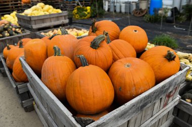 Şükran günü için malzeme çekme kabaklar