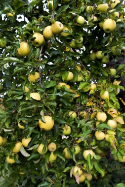 Elma çiftliği taşrada Ny