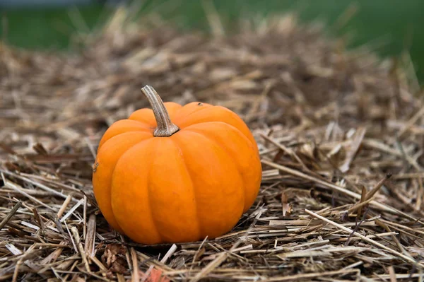 Pumpking plockning för thanksgiving day — Stockfoto