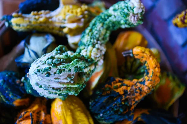 Pumpking Picking Thanksgiving Day Upstate New York Farm — Stock Photo, Image