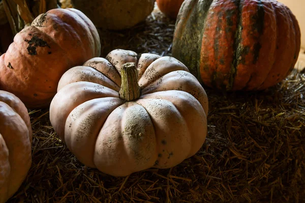Pumpking picking for thanksgiving day — Stock Photo, Image