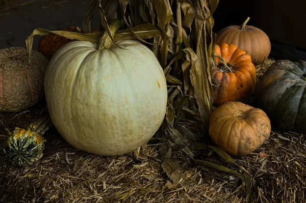 pumpkins picking for thanksgiving day