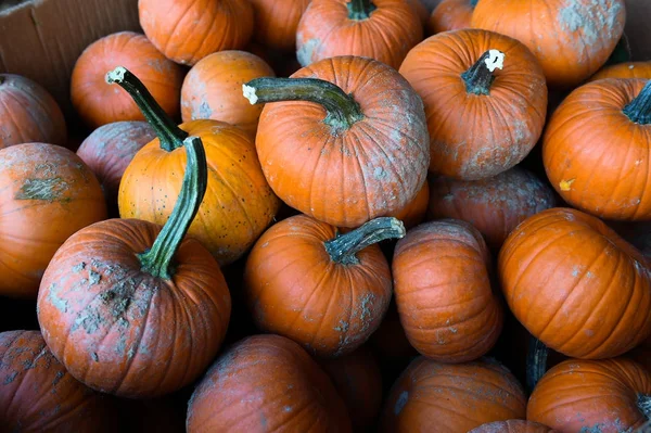 Şükran günü için malzeme çekme kabaklar