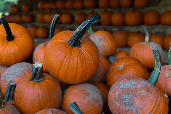 Kürbispflücken zum Erntedankfest — Stockfoto