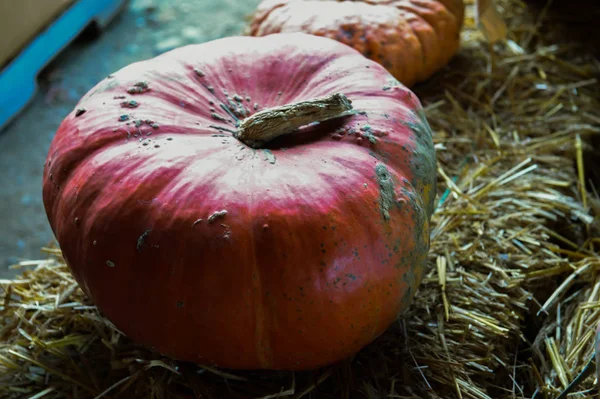 pumpkins picking for thanksgiving day