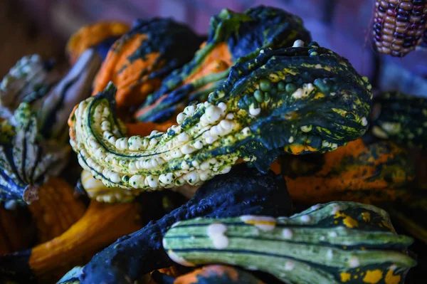 Pumpking Plockning För Tacksägelsedagen Upstate New York Gården — Stockfoto