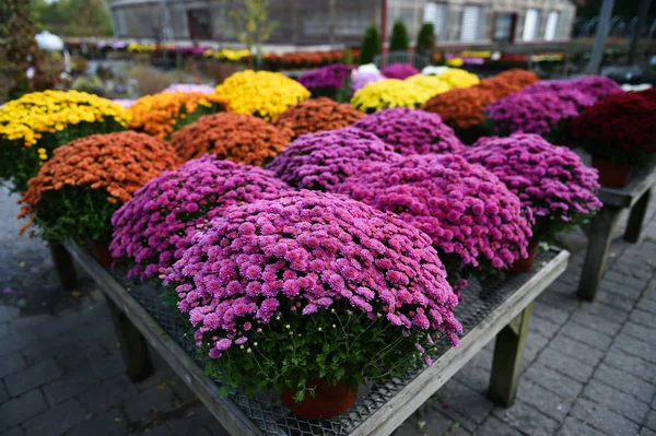 hasat çiçek süslemeleri Satılık