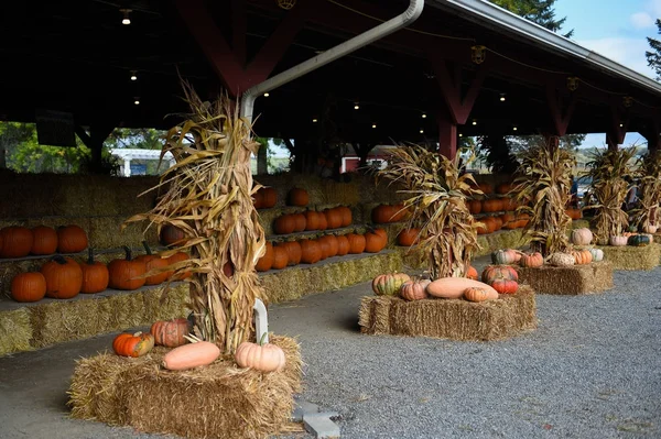 Pumpkins sale for thanksgiving day