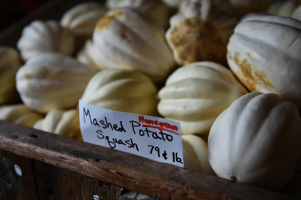 Calabazas surtidas en la granja — Foto de Stock