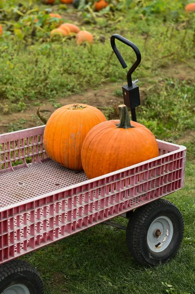 pumpkins picking for thanksgiving day